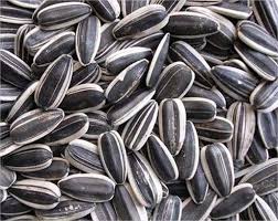 GIRASSOL GRAÚDO 250 GR